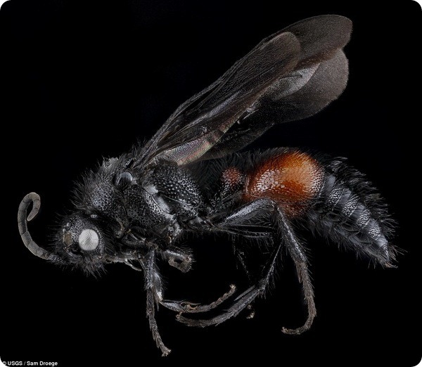 Удивительные насекомые от Сэма Дроге