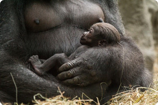 Зоопарк Буффало приветствует детеныша гориллы