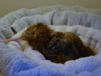 Зоопарка Окленда представил нового птенца киви