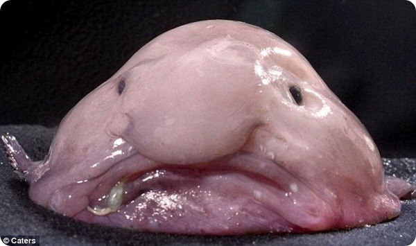Рыба-капля стала самым уродливым животным в мире