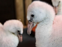 В сафари-парке Лонглит выхаживают птенцов фламинго