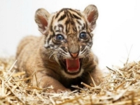В зоопарке Праги родился суматранский тигренок