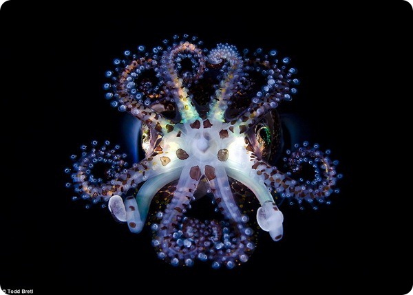Невероятная красота мини-кальмаров