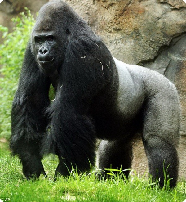 Неуживчивую гориллу переселяют в другой зоопарк