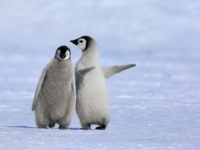 Птенцы императорских пингвинов от Яна Веремеера
