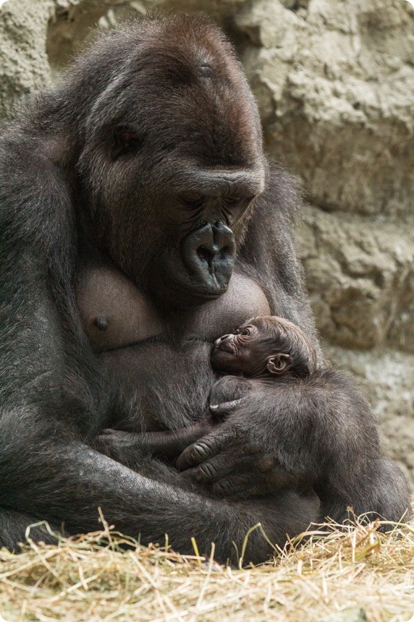 Зоопарк Буффало приветствует детеныша гориллы