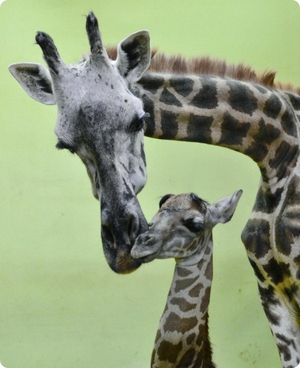 Самка жирафа из Everland Zoo устанавливает мировой рекорд 