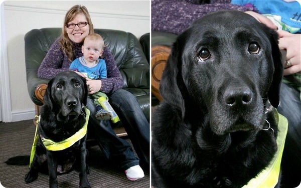 Собака-поводырь спасла жизнь ребенку