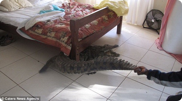 Крокодил под кроватью