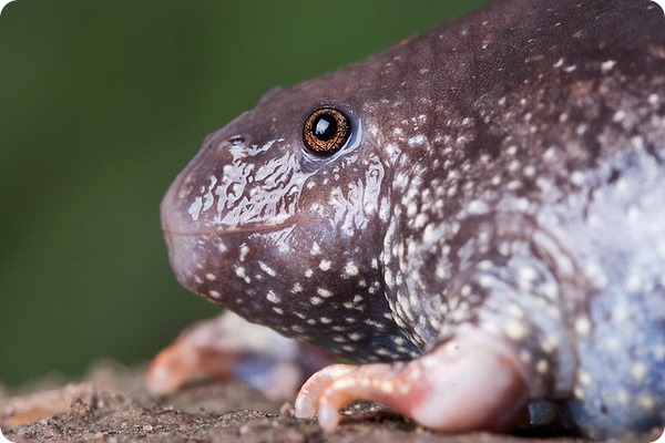 Мексиканская носатая жаба (лат. Rhinophrynus dorsalis)