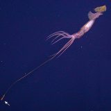 Глубоководный кальмар Grimalditeuthis bonplandi
