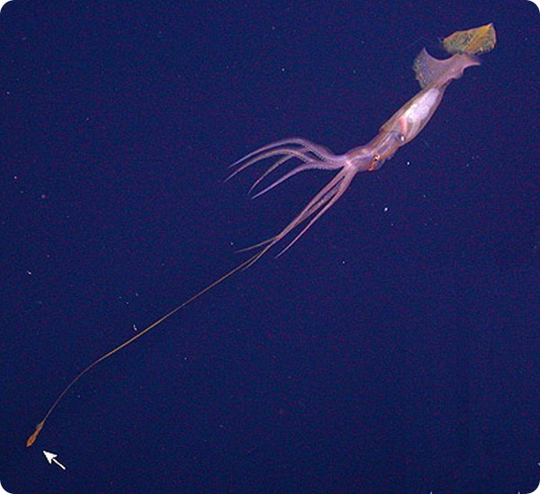 Глубоководный кальмар Grimalditeuthis bonplandi