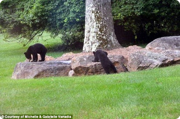 Медвежье семейство посетило жилой дом в Нью-Джерси