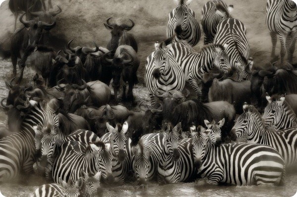 Дикая Африка глазами фотографа Алекса Бернаскони