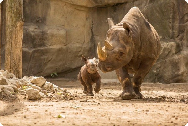 Дебют детеныша черного носорога 