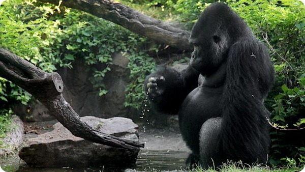 Неуживчивую гориллу переселяют в другой зоопарк