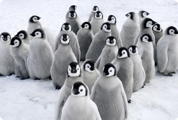 Птенцы императорских пингвинов от Яна Веремеера