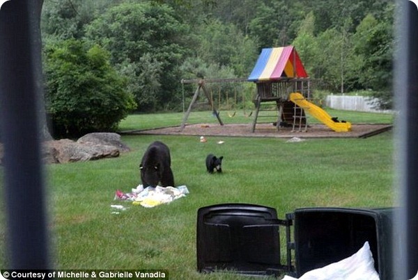 Медвежье семейство посетило жилой дом в Нью-Джерси