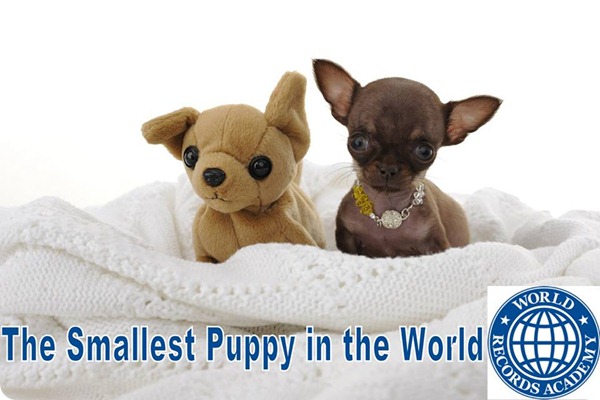 Волшебная Милли - самая маленькая собака в мире
