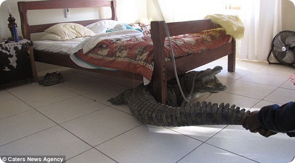 Крокодил под кроватью
