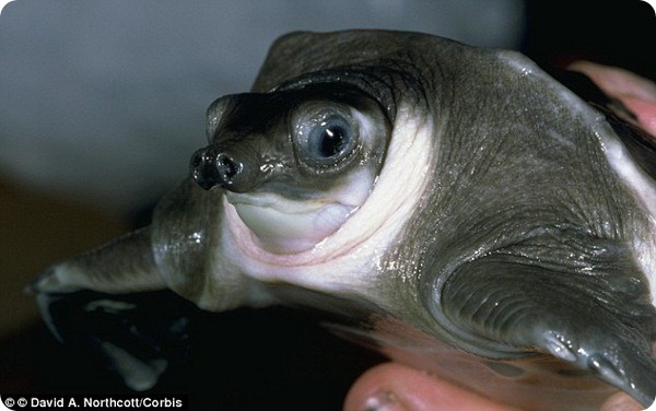 Рыба-капля стала самым уродливым животным в мире