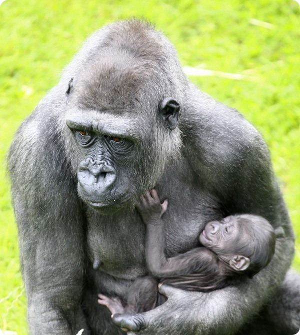 В зоопарке Белфаста родился детеныш гориллы