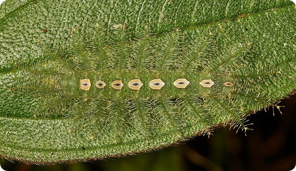 Ленточница Tanaecia lepidea