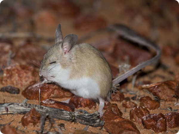 Коричневая тушканчиковая мышь (лат. Notomys cervinus)