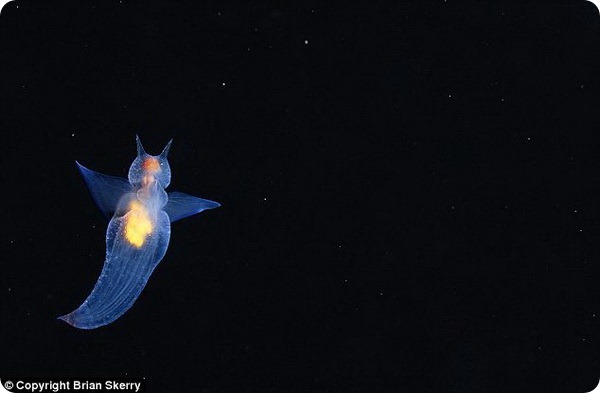 Подводный мир от фотографа Брайана Скерри
