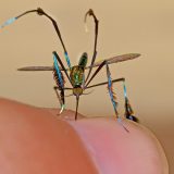 Блестящий комар