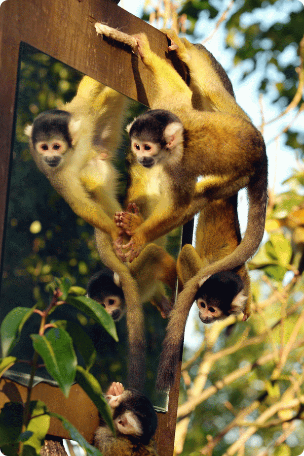 Беличьи обезьянки готовятся к приезду нового самца
