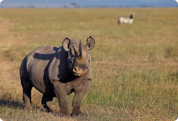 Черный носорог (лат. Diceros bicornis)