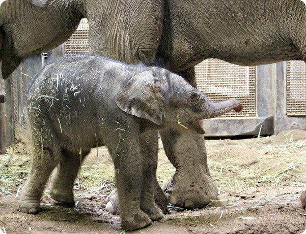 В зоопарке Альбукерке родился азиатский слоненок