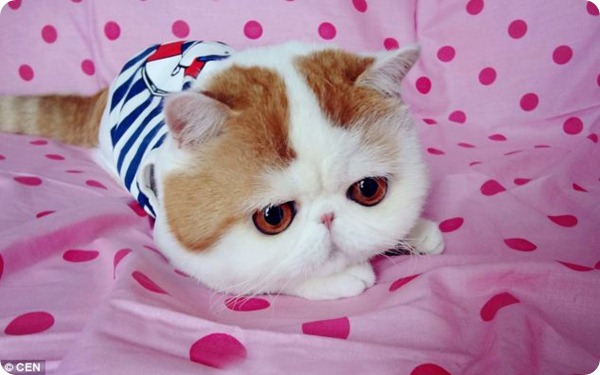 Забавный кот Снупи – ZooPicture.ru