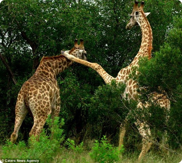 Бой между жирафами в заповеднике Sabi Sabi