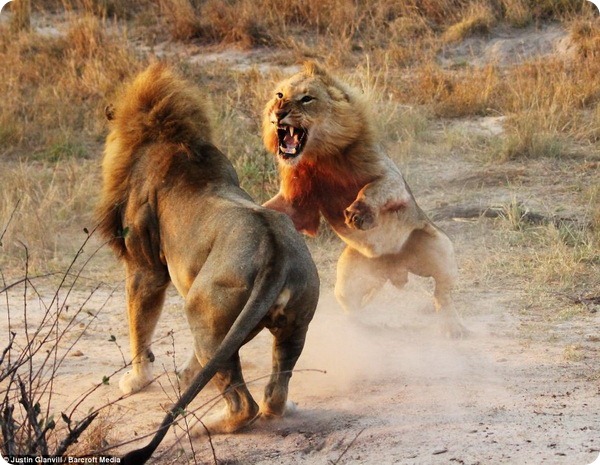 На защиту молодого льва встали его самки