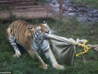 Перетягивание каната с тигром
