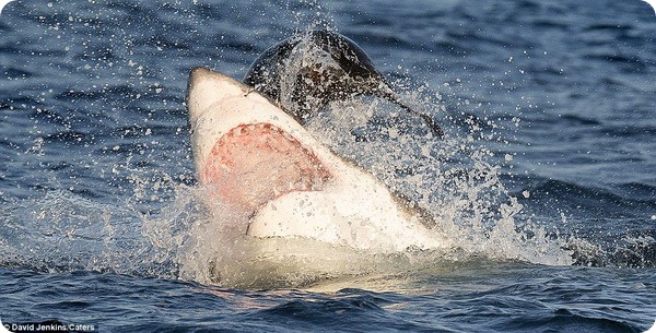 Морской котик избежал челюстей большой белой акулы