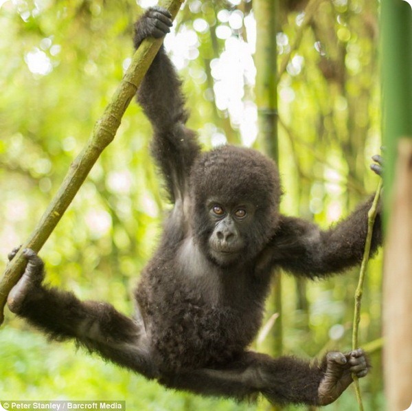 Общительный детеныш гориллы из парка Вирунга