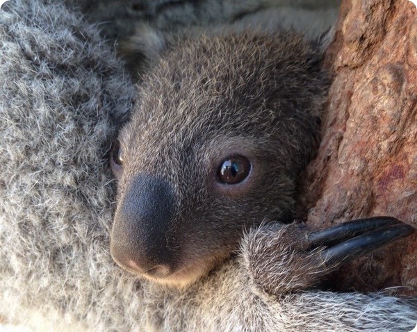 Новый детеныш коалы из зоопарка Таронга