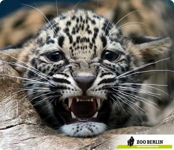 Детеныш персидского леопард из зоопарка Берлина