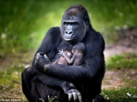 Самка гориллы N’Gayla и ее двойня