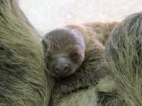 Детеныш ленивца из зоопарка Будапешта