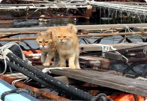 Уважаемые кошки с рыбной фермы в Японии