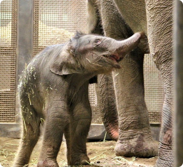 В зоопарке Альбукерке родился азиатский слоненок