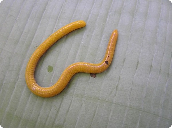 Ярко-желтая червяга (лат. Schistometopum thomense)