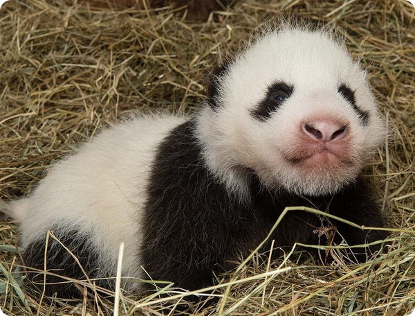 Детеныш большой панды из зоопарка Вены
