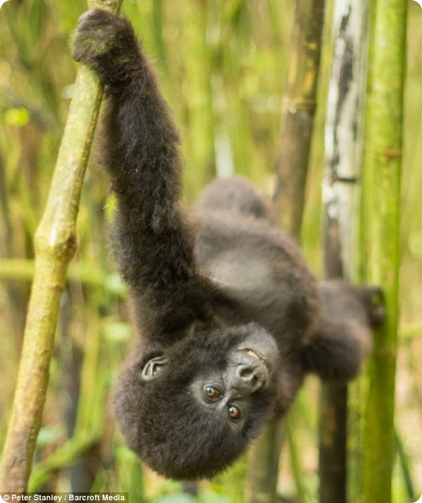 Общительный детеныш гориллы из парка Вирунга