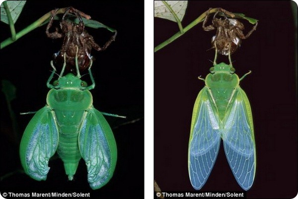 Удивительные превращение цикады
