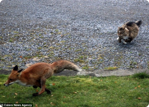 Отважный кот прогнал лису со своего двора